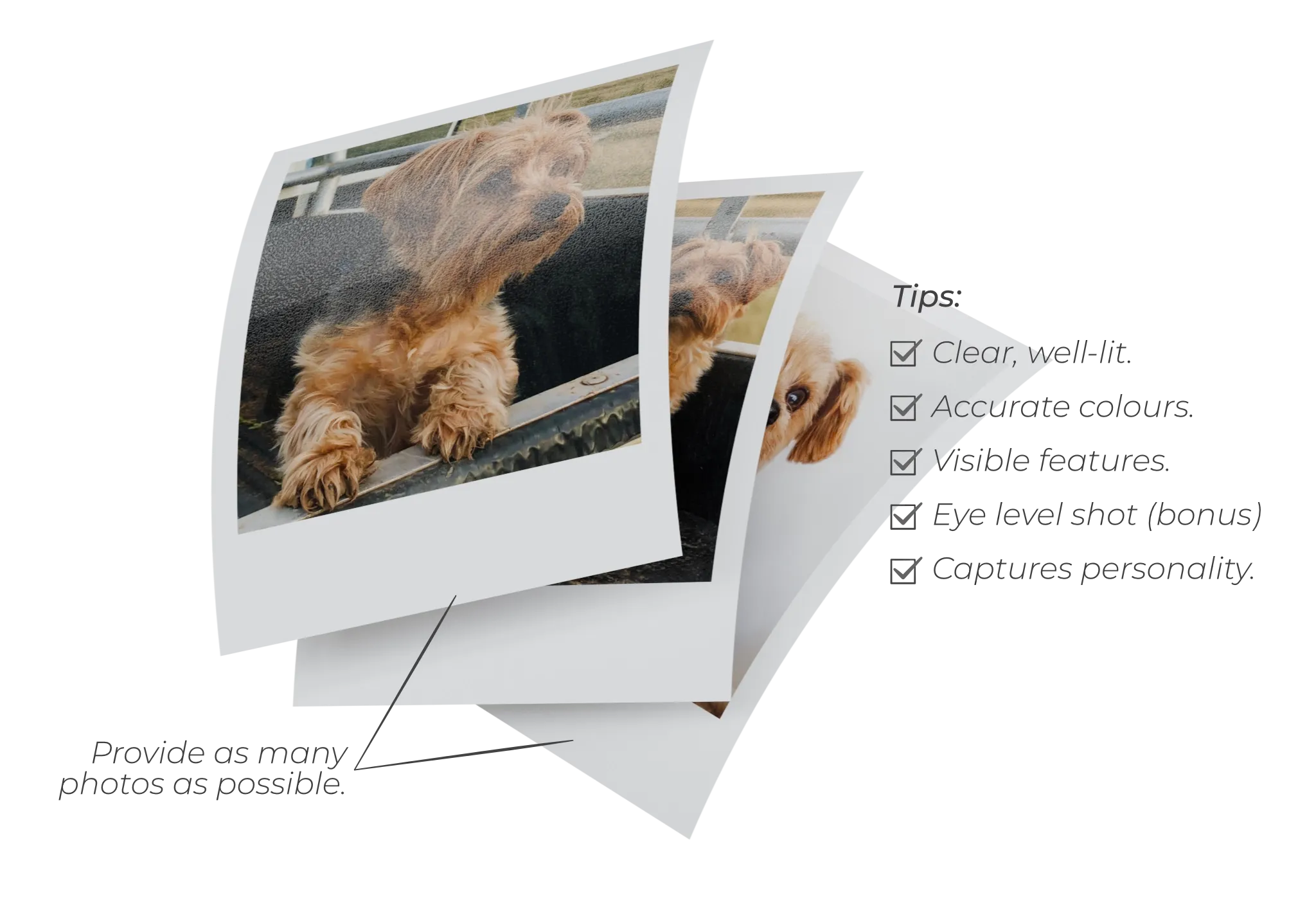 Three phone photos of a small terrier fanned out, with tips: clear and well lit, accurate colours, visible features, eye level, captures personality